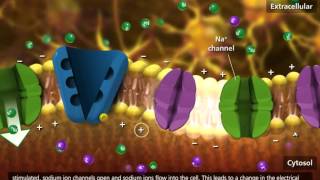 Nerve Impulse Molecular Mechanism 3D Animation [upl. by Pratte]