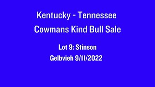 Lot 9 2024 KentuckyTennessee Cowmans Kind Bull Sale  Stinson [upl. by Ahtimat]