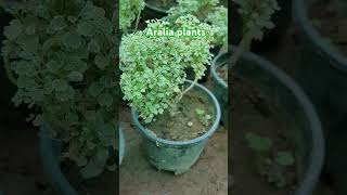 Aralia plant सर्दियों में नहीं लेना चाहिए aralia [upl. by Anelahs307]