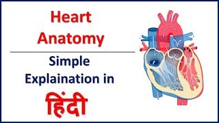 Anatomy Structure of Heart in Hindi  Bhushan Science [upl. by Aydne]