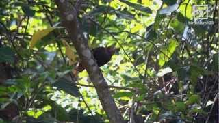 Bay Woodpecker Call in Hong Kong [upl. by Adle968]