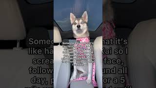 This is what it’s like to have a Klee Kai dog doglover puppy shortsfeed trending husky [upl. by Elsy]