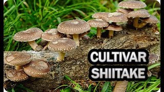 Como Cultivar Seta Shiitake En Casa  La Huertina De Toni [upl. by Durnan]