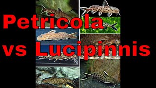 Petricola vs Lucipinnis  Fish identification [upl. by Adnoraj]