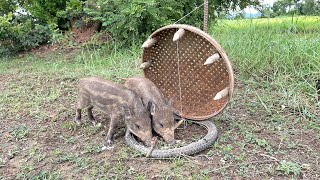 Amazing Build Unique Primitive Wild boar Trapping Tool Using Big Bamboo amp Woods That Work 100 [upl. by Harbard207]