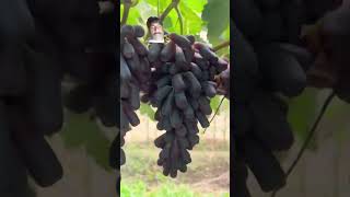 Sweet graps plant मीठे अंगूर का पौधा fruit grapefruit coolgrape satisfying grapetree harvest [upl. by Rheims347]