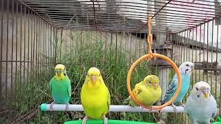 main tota main tota hare rang ka hun dikhta  mithu mithu parrot song  new budgie video 64 [upl. by Ateiluj121]