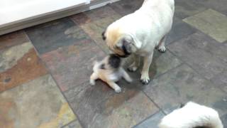 3 weeks pug puppy playing with mom and dad HD [upl. by Nastassia946]