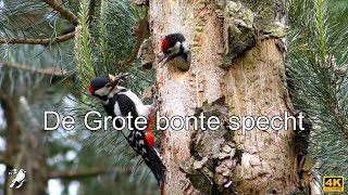 De Grote bonte specht [upl. by Irual381]