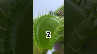 🫣Venus Flytrap  Plant Eating Bugs 🌱🪲 [upl. by Primrosa]