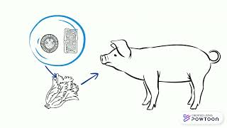 Ciclo de vida cisticercose vs teniase [upl. by Benia]