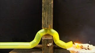 Stanford engineers create vinelike soft robot that can grow [upl. by Mendelsohn848]