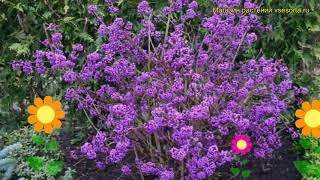 Красивоплодник бодиньера Профьюжн Краткий обзор описание callicarpa bodinieri Profusion [upl. by Colwell139]