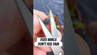 Flies Wings DONT Feel Pain [upl. by Wilie]