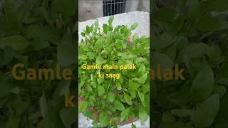 Palak ki saag gamle [upl. by Lalaj]