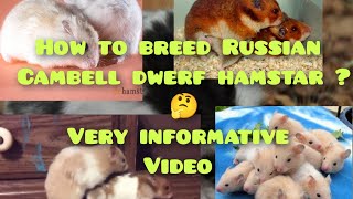 How to breed Russian Cambell Dwarf hamster 🤔🤔Russian Cambell Dwarf hamster breed kaise kare 🤔🤔 [upl. by Cave]