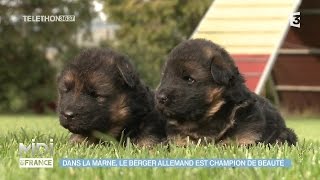 ANIMAUX amp NATURE  Dans la Marne le berger allemand est champion de beauté [upl. by Elehcim]