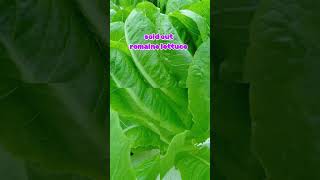 Romaine lettuce sold outromaine garden hydroponics farming farmlife formerofw proudfarmer [upl. by Nay]