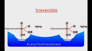 Organophosphate Poisoning animation [upl. by Barton438]