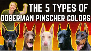 The 5 types of Doberman Pinscher Colors  Simply explained [upl. by Airetas]