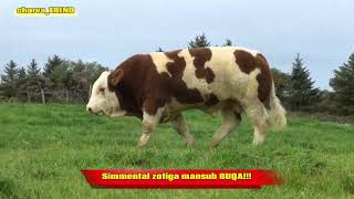 SIMMENTAL BULLL Xavas qilganlardan bitta LAYK 👍 [upl. by Meldoh389]