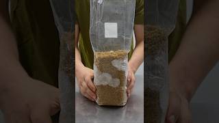 How to Make Mushroom Spawn Bags mushroomgrowing [upl. by Gabor831]