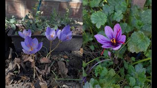 Autumn flowering Crocuses and saffron crocus Crocus speciosus C ochroleucus and C sativus 4K [upl. by Fan]