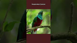 Resplendent Quetzal [upl. by Iahk]