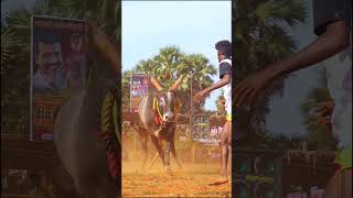 Vadamanjuvirattu manjuvirattujallikattu [upl. by Till442]