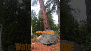 Tattletale Wedge olympia washington pnw arborist treeremoval treefelling wood sequoia [upl. by Nordna]