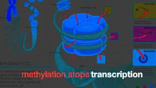 Gene Expression Review Song [upl. by Guenna657]