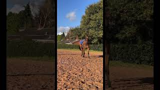 The videos slay horses horse equestrian foryou horsetraining filming camera pivopod [upl. by Fogarty]