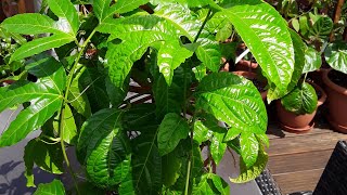 Passiflora Edulis purple passion fruit growing in the UK [upl. by Richma]