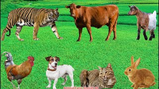 Animal Sounds Collection Rabbit Tiger Dog Sheep Cow Goat  Animals Sounds [upl. by Herstein]