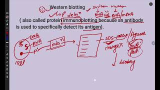 Tools and Techniques  Western blotting  Immunoblotting  Antibody Antigen detection [upl. by Deevan]