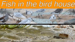 Touring the National Zoo’s aviary wetlands exhibit [upl. by Hum855]