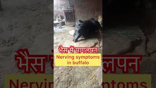 Nerving symptoms in buffalo l Meningitis l Surra l Trypanosomiasis l dr Umar khan [upl. by Boys]