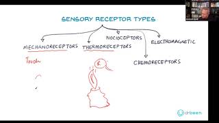 Types of Sensory Receptors [upl. by Bond]