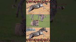 ZEBRA  wild vibes with animation  arjun singh  AI zebra [upl. by Euqenimod172]