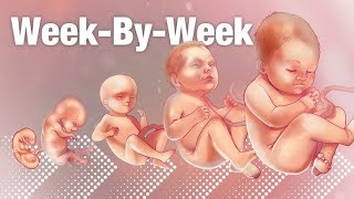 Baby Development Week by Week Pregnancy Week by Week Week by Week Pregnancy Symptoms Baby Growth [upl. by Ennaerb]