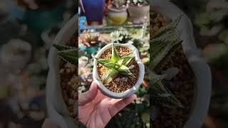 Haworthiopsis Limifolia x Attenuata Variegata  bikolanahardinera haworthia shortvideo succulent [upl. by Nazario]