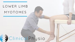 Lower Limb Myotomes  Clinical Physio [upl. by Rickart]