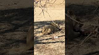 The Brutal Reality of Nature in the Wild 🦁 wildlifeencounters lion wildlifecaptures shorts [upl. by Enael]