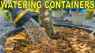 How To Water A Container Garden Properly In 2 Minutes [upl. by Bilbe433]