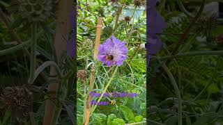 Bee on Scabiosa columbaria Mariposa Blue  Pincushion Flower beelover backyardbees [upl. by Otit]