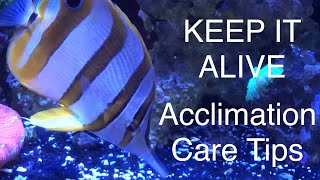 Adding a Copperband Butterflyfish Keep It Alive Acclimation Care Tips Saltwater Coral Reef Aquarium [upl. by Laughry]