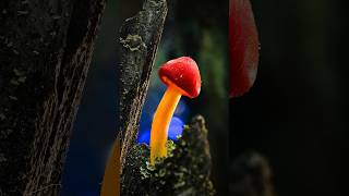 Light Up Macro Fungi 🍄 macrophotographyideas mushroom [upl. by Leroj]