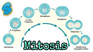 Mitosis በአማርኛ Grade 10 Biology Unit 2 Part 2 [upl. by Kwang61]