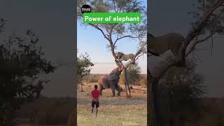 Power of elephant short 💜🌹elepha elephant vs lion lion animals [upl. by Jowett]