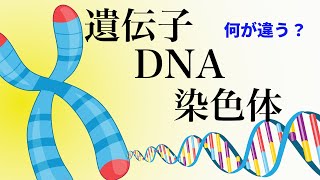 17【出生前診断①】DNA・染色体・遺伝子とは [upl. by Haze34]